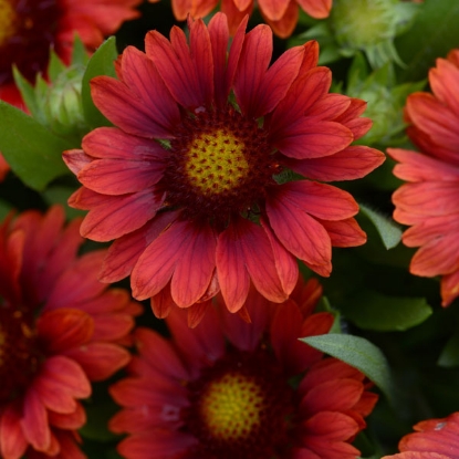 Picture of Gaillardia - Mesa Red F1